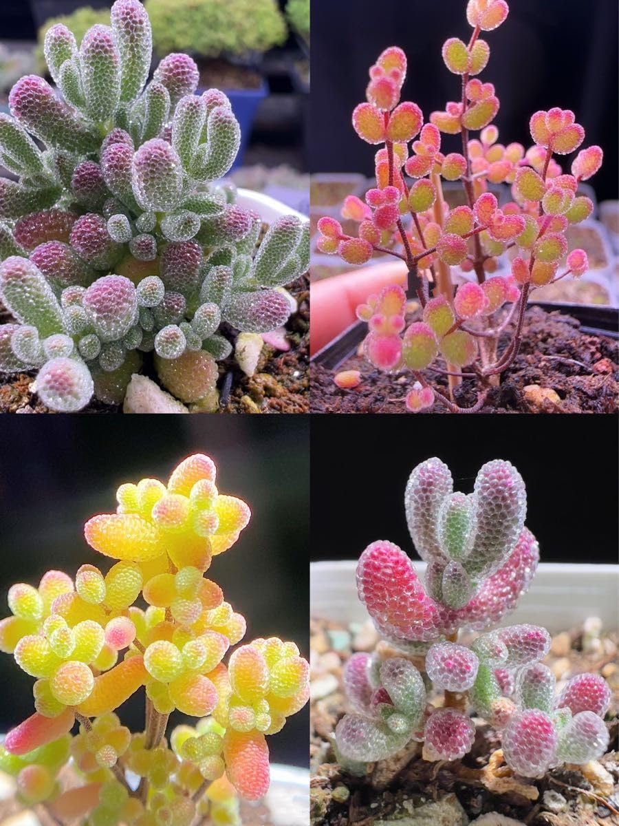 Amazon｜SALE 多肉植物 ドロサンテマム 4点セット カット12本｜観葉